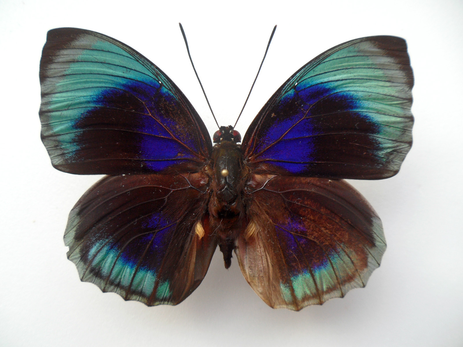 Agrias beata beata GYNANDROMORPH or ABERRATION Satipo Peru 1 (Internet Image property of respective owner, non-commercial use only)